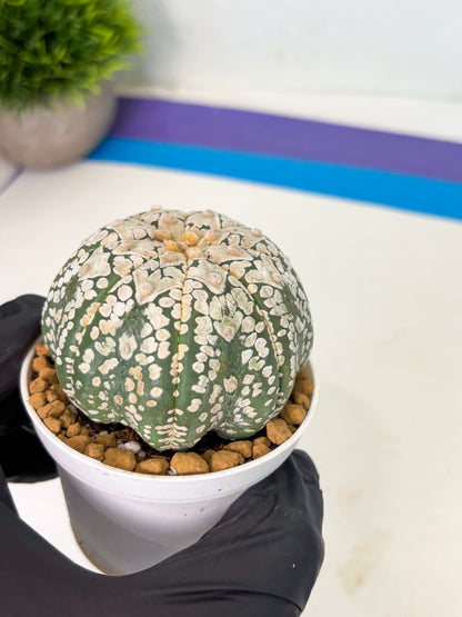 Astrophytum V-Type (at4) (r4) | Ship from Nevada