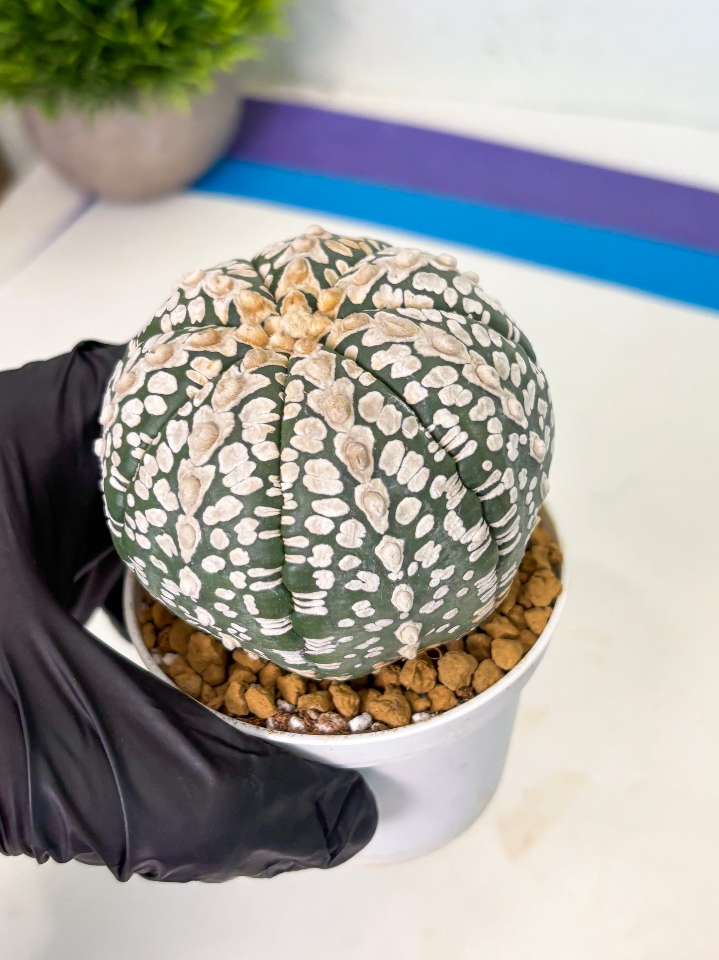 Astrophytum V-Type (at4) (r2) | Ship from Nevada