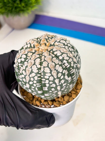 Astrophytum V-Type (at4) (r2) | Ship from Nevada