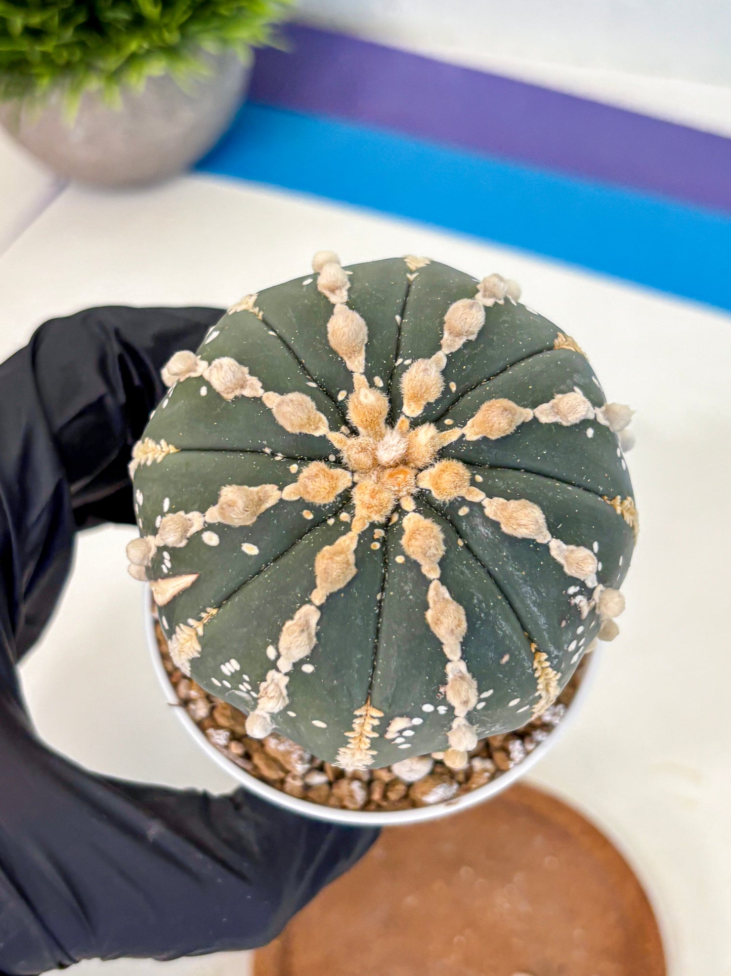 Astrophytum V Type Nudum (at9) (09) | Live Cactus