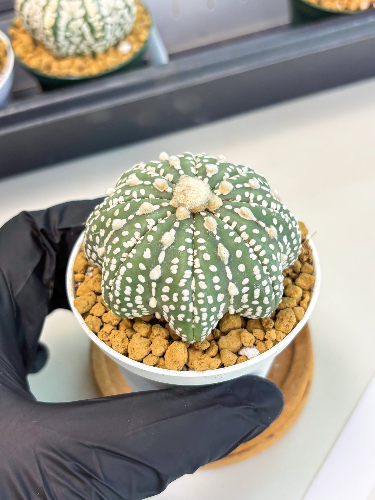 Astrophytum Star Shape (at2) (b4) | Japanese Import