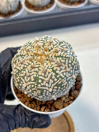 Astrophytum V Type (at5) (09) |  Sea urchin cactus