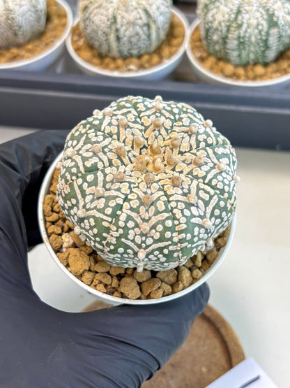 Astrophytum V-Type (at5) (y1) | Rare imported Plant