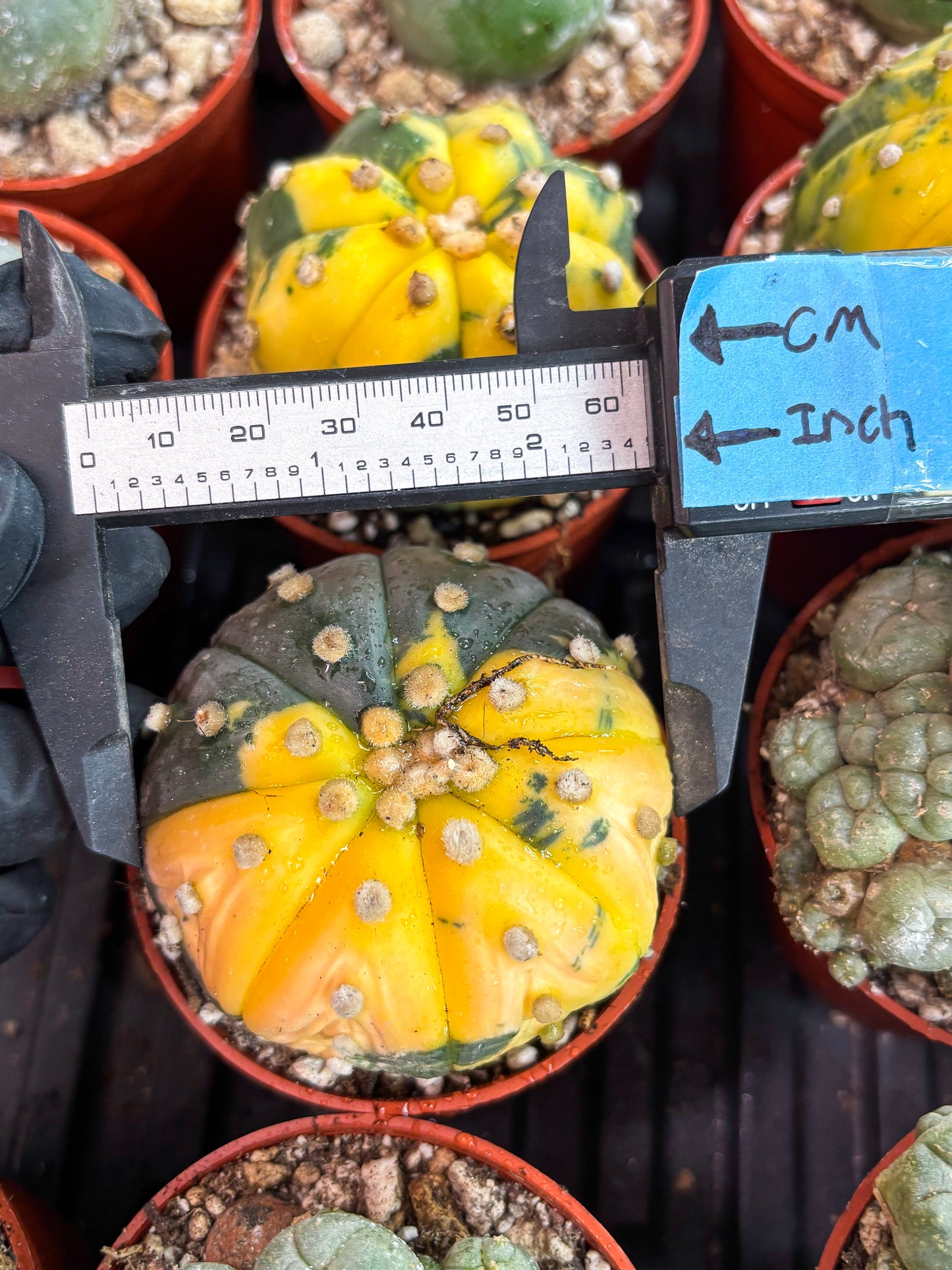 Astrophytum Variegated  (T5) (o3) | Nevada Plant Seller | 3" Pot