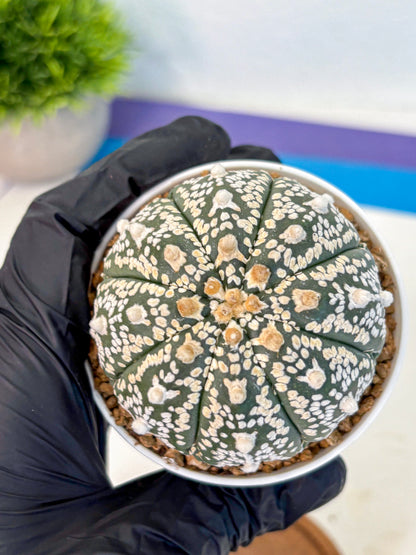 Astrophytum V Type (at2) (09) | Live Plant | Rare Collection