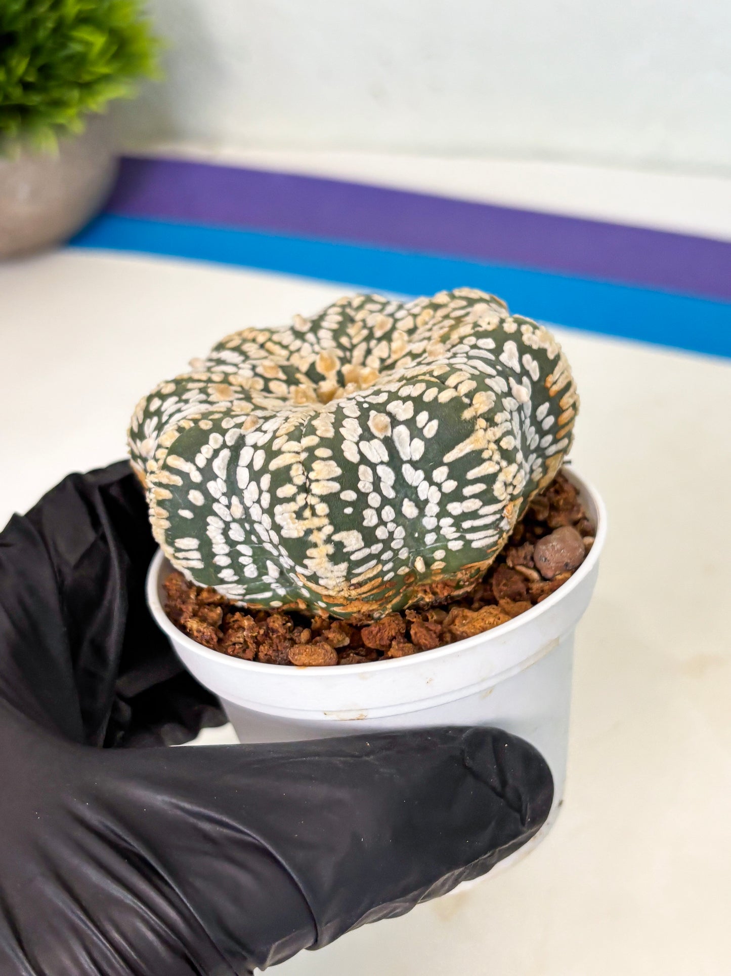 Astrophytum Star Shape (at4) (g7) | Imported Plant