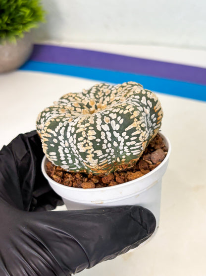 Astrophytum Star Shape (at4) (g7) | Imported Plant