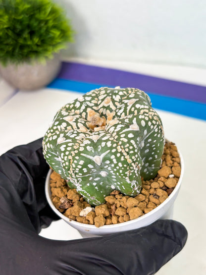 Astrophytum Star Shape (at4) (g3) | Imported Plant