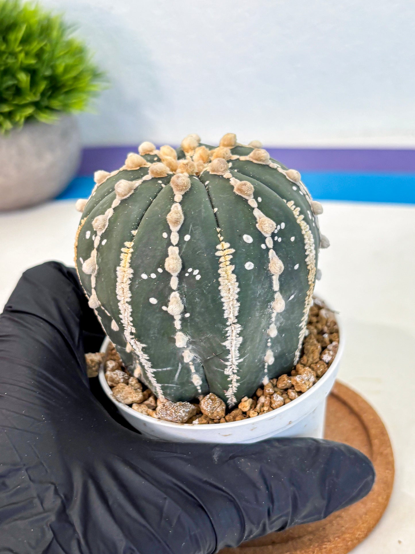 Astrophytum V Type Nudum (at9) (09) | Live Cactus