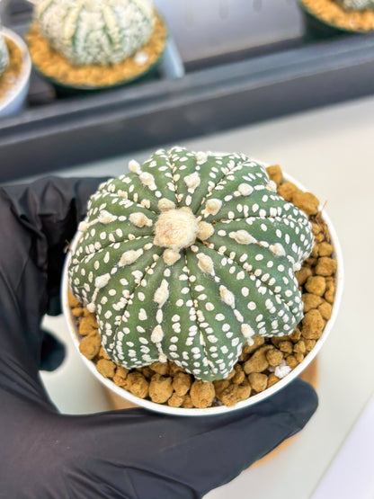 Astrophytum Star Shape (at2) (b4) | Japanese Import