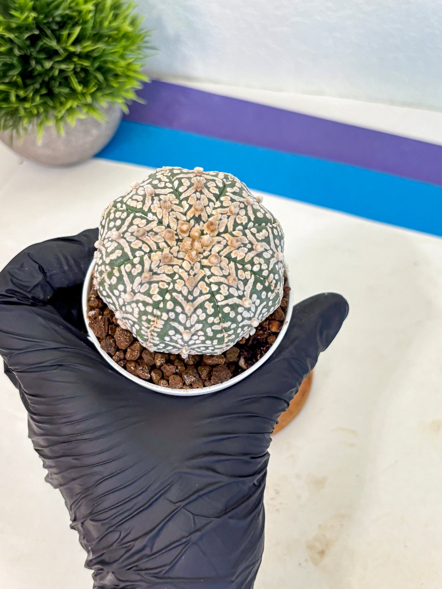 Astrophytum V Type (at5) (09) |  Sea urchin cactus