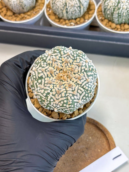 Astrophytum V-Type (at5) (y1) | Rare imported Plant