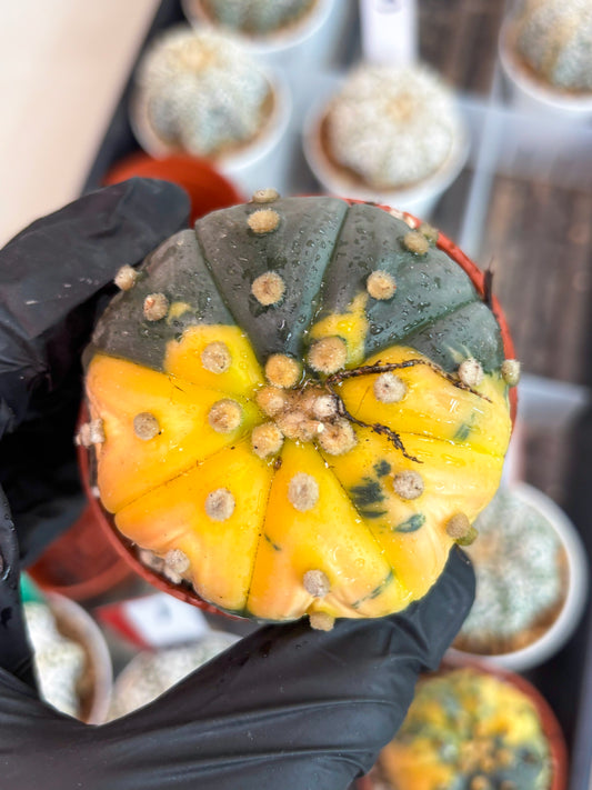 Astrophytum Variegated  (T5) (o3) | Nevada Plant Seller | 3" Pot