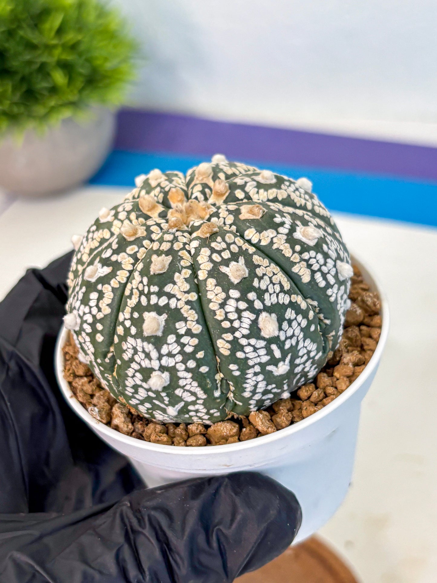 Astrophytum V Type (at2) (09) | Live Plant | Rare Collection