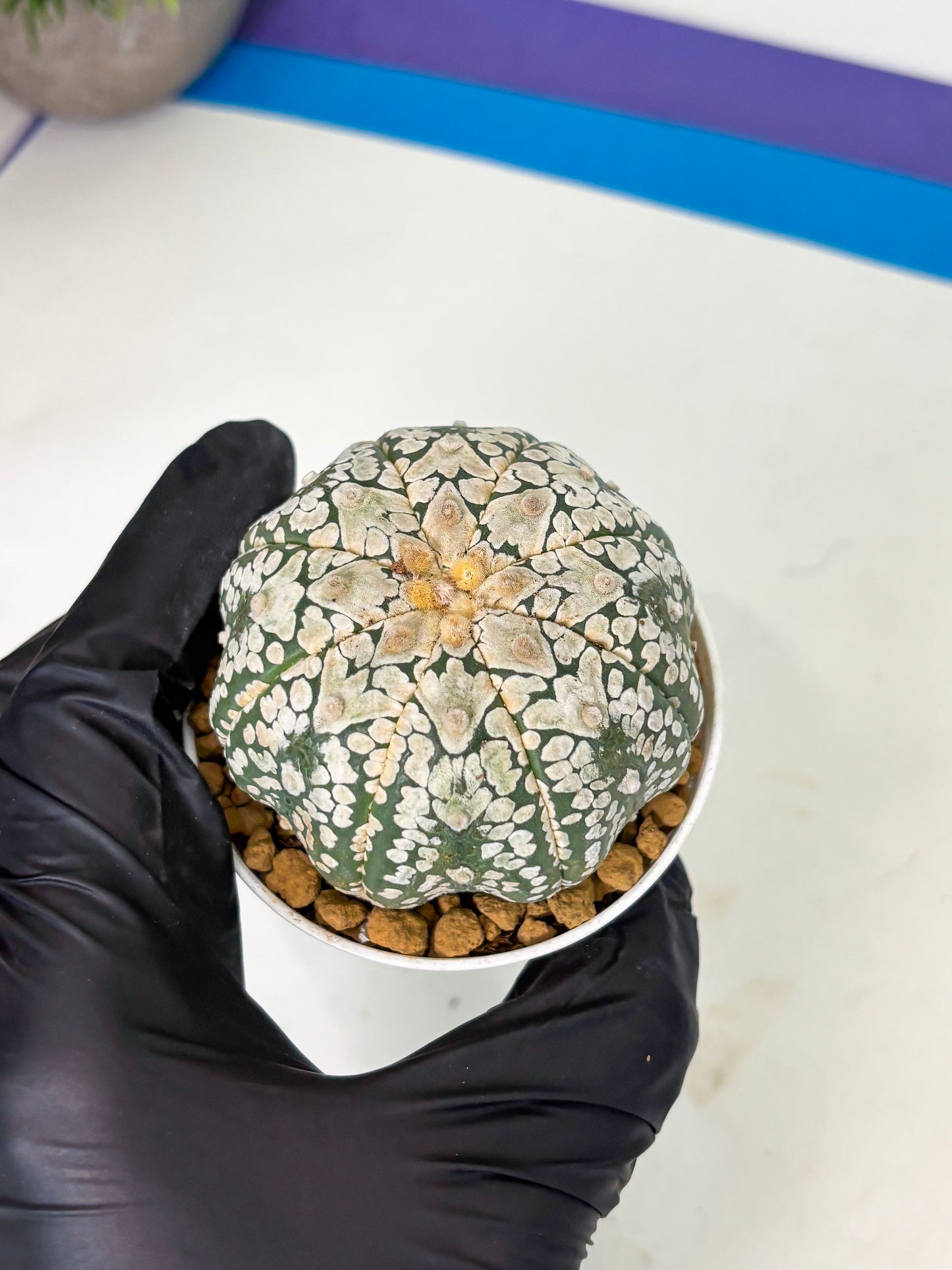 Astrophytum V-Type (at4) (r4) | Ship from Nevada