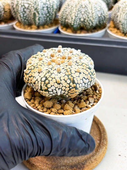 Astrophytum Star Shape (at4) (g2) | Imported Plant