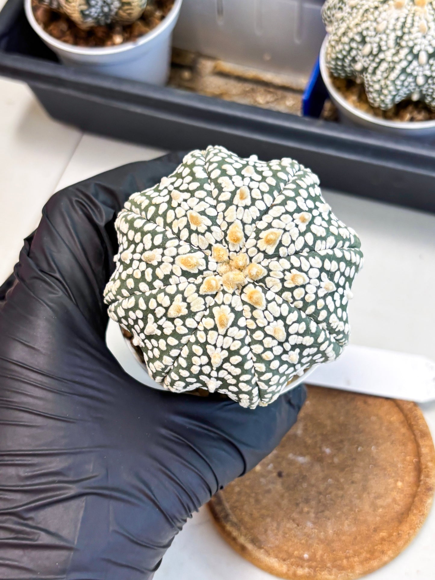 Astrophytum Star Shape (at4) (g6) | Imported Plant