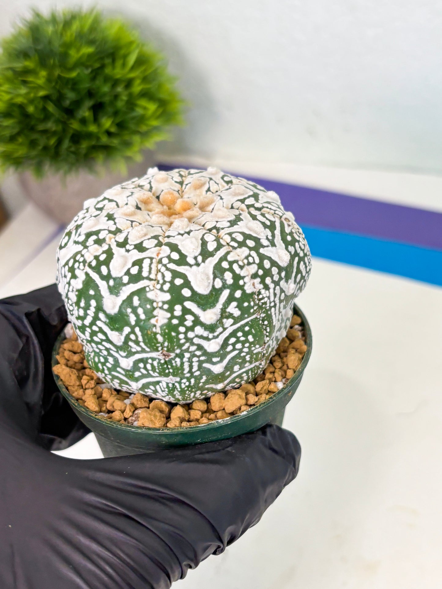 Astrophytum V-Type (at4) (r6) | Ship from Nevada