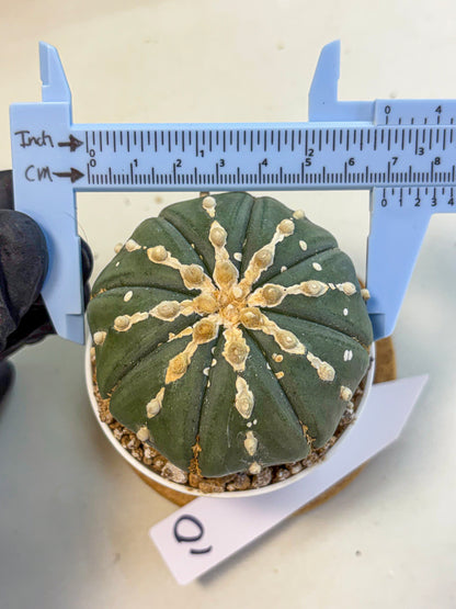 Astrophytum V Type Nudum (at9) (10) | Live Cactus
