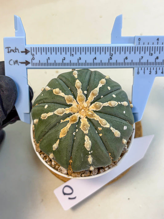 Astrophytum V Type Nudum (at9) (10) | Live Cactus