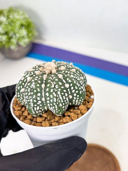 Astrophytum Star Shape (at2) (b4) | Japanese Import