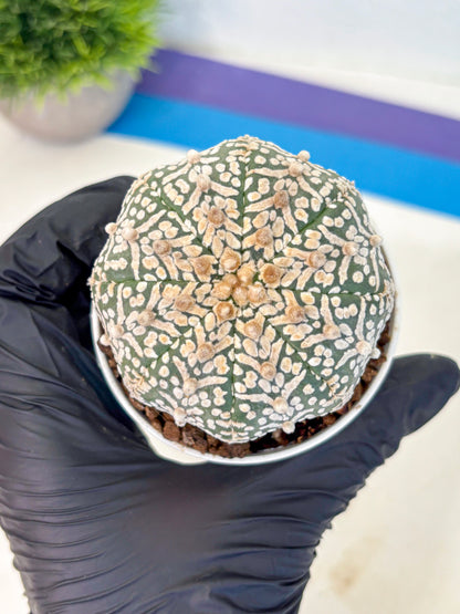 Astrophytum V Type (at5) (09) |  Sea urchin cactus