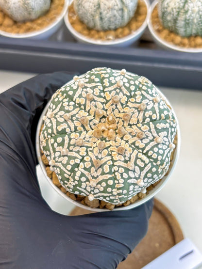 Astrophytum V-Type (at5) (y1) | Rare imported Plant