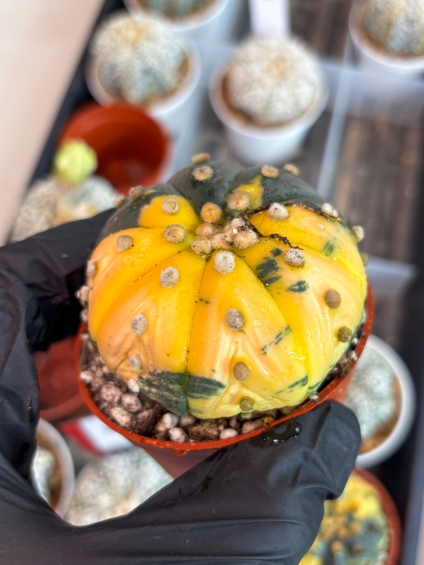 Astrophytum Variegated  (T5) (o3) | Nevada Plant Seller | 3" Pot