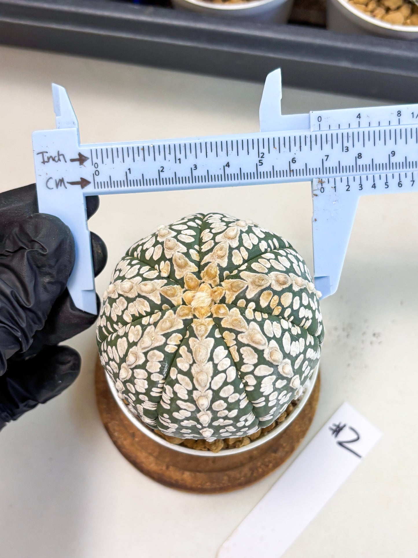 Astrophytum V-Type (at4) (r2) | Ship from Nevada