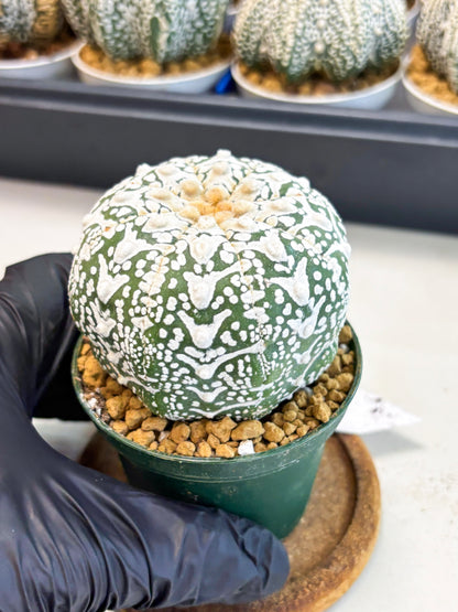 Astrophytum V-Type (at4) (r6) | Ship from Nevada