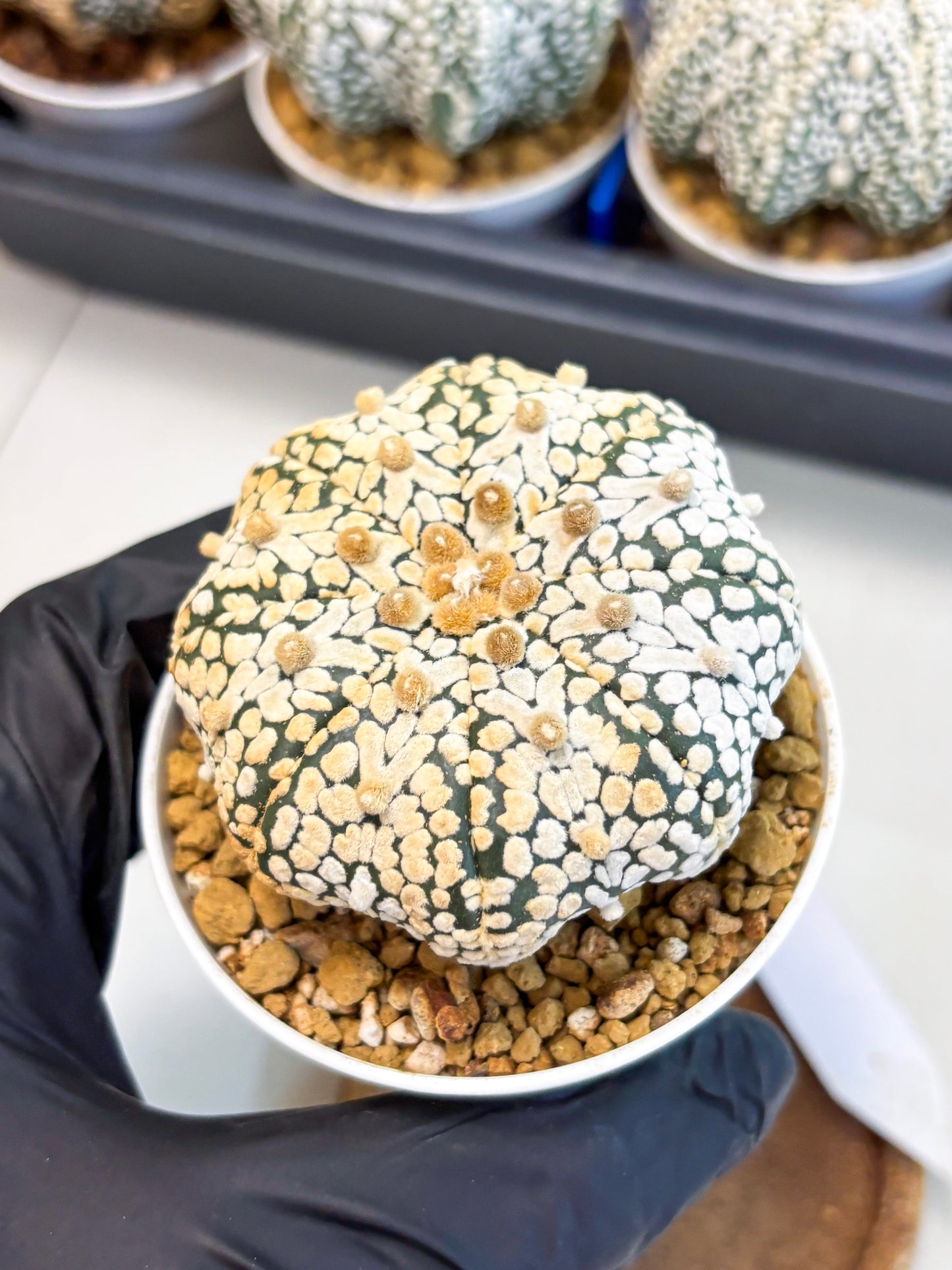 Astrophytum Star Shape (at4) (g2) | Imported Plant