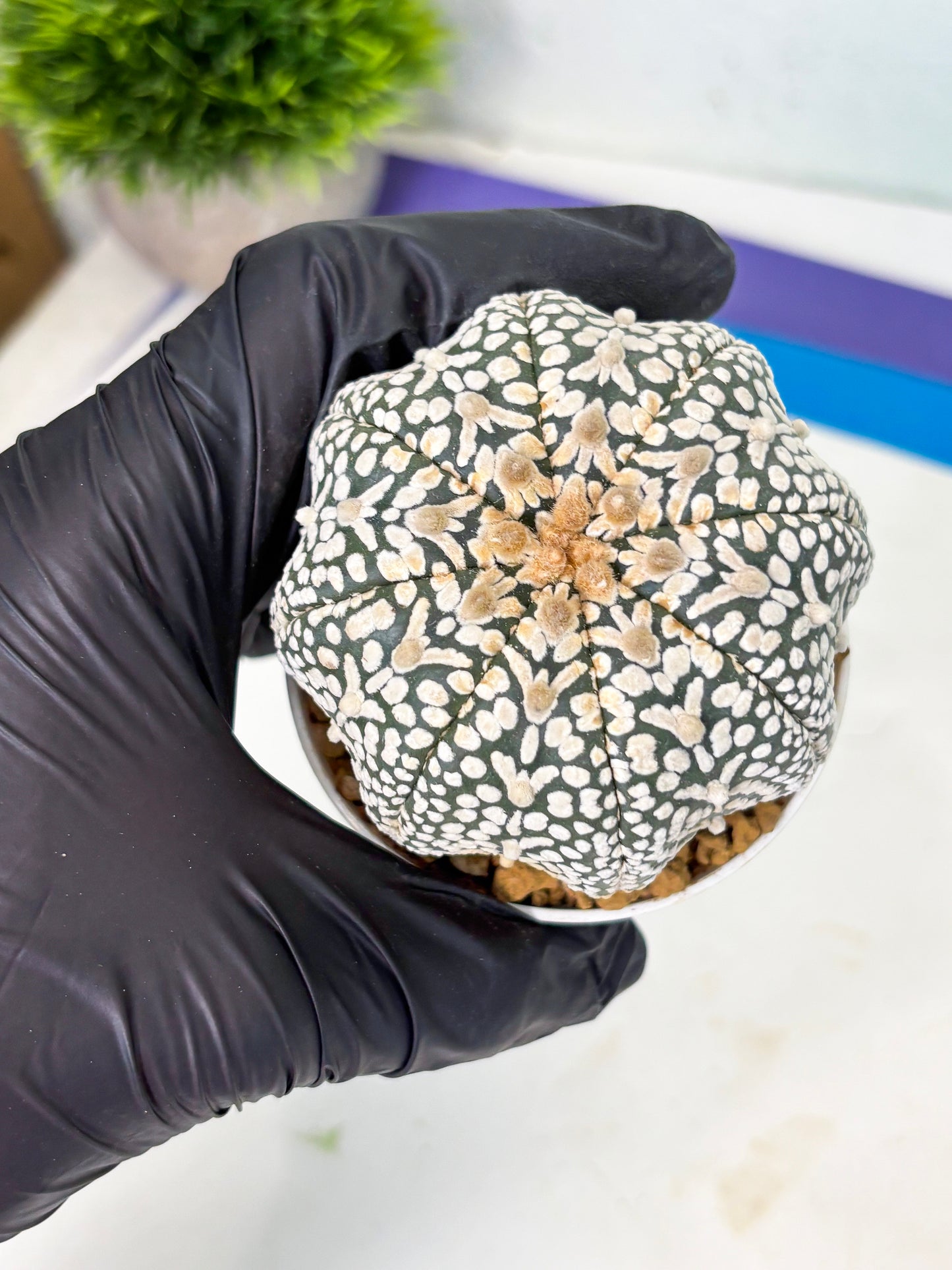 Astrophytum V-Type (at4) (y6) | Ship from Nevada