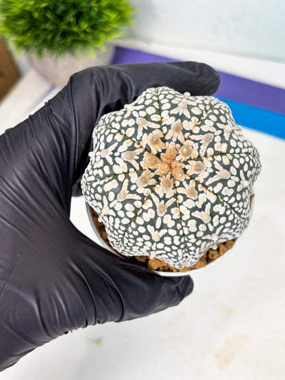 Astrophytum V-Type (at4) (y6) | Ship from Nevada