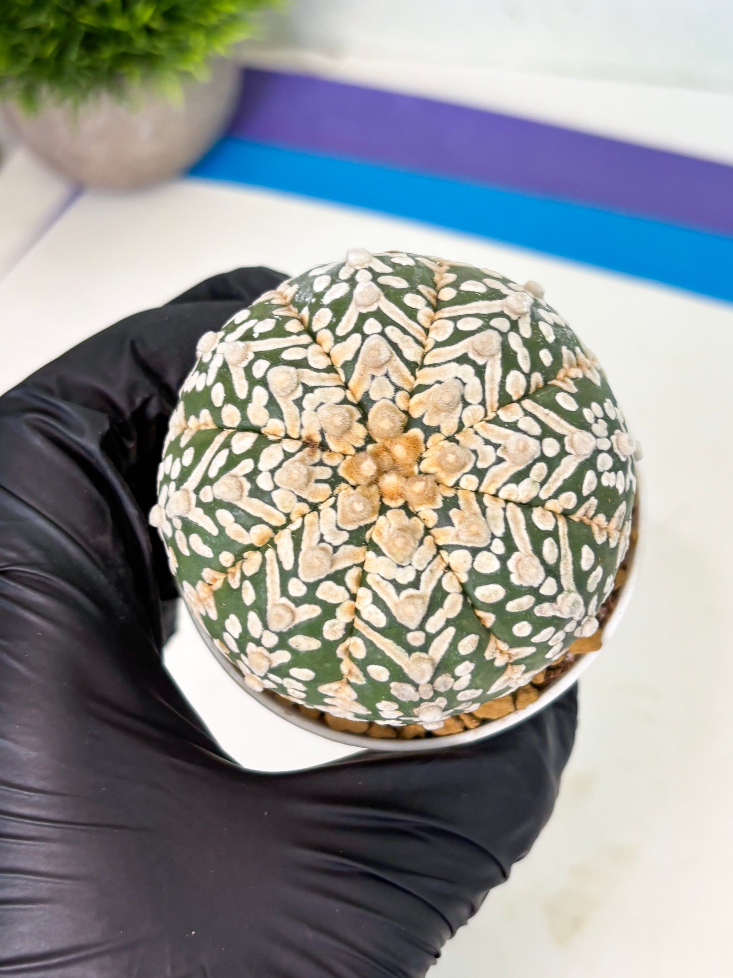 Astrophytum V-Type (at4) (r7) | Ship from Nevada