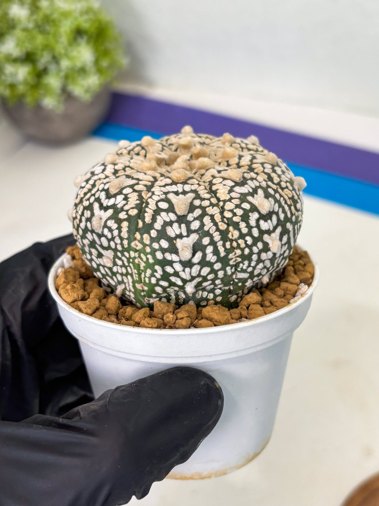 Astrophytum V-Type (at1) (p3) | Imported Cactus