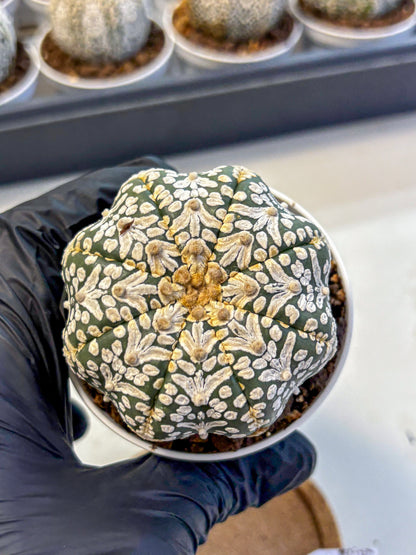 Astrophytum V Type (at5) (01) |  Sea urchin cactus