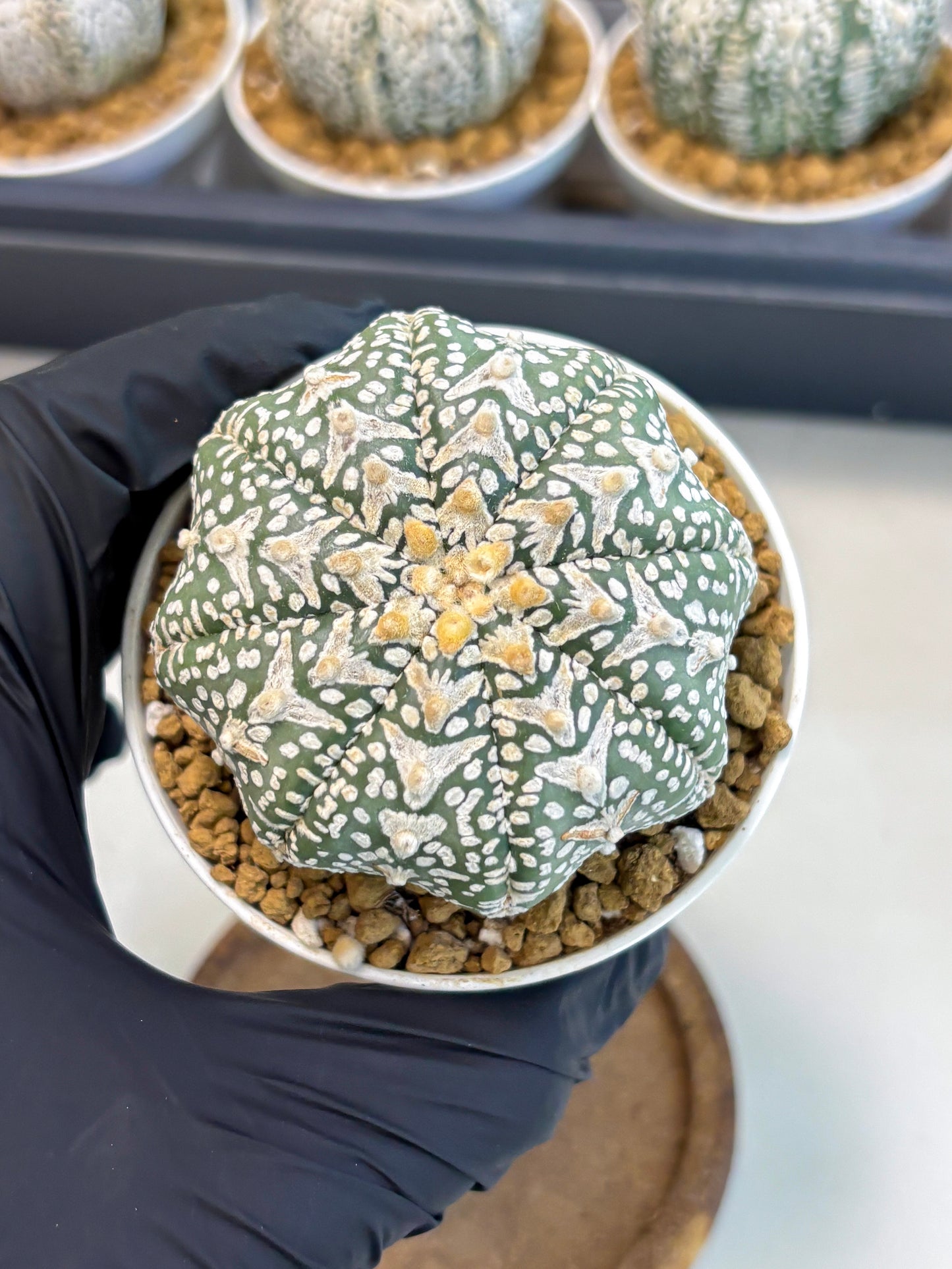 Astrophytum V-Type (at5) (p1) | Rare imported Plant