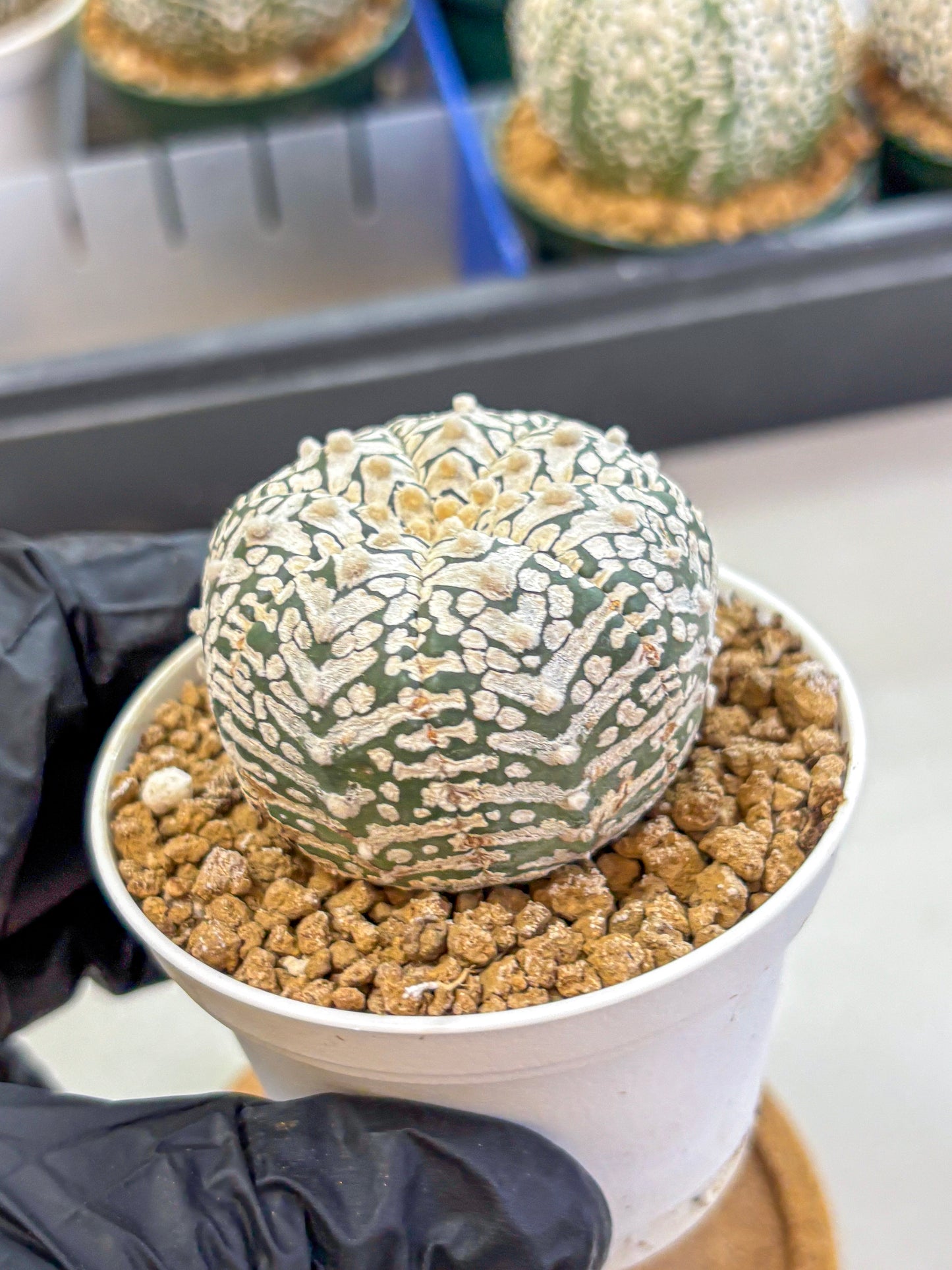 Astrophytum V Type (at2) (01) | Live Plant | Rare Collection