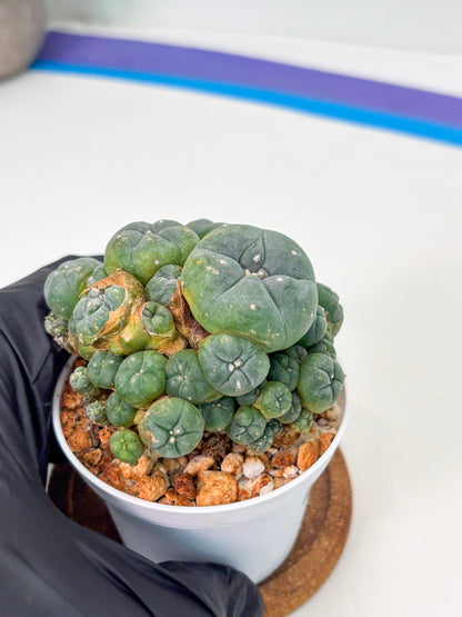 Spineless Cactus (Lo1) (p1) | For Advanced Growers