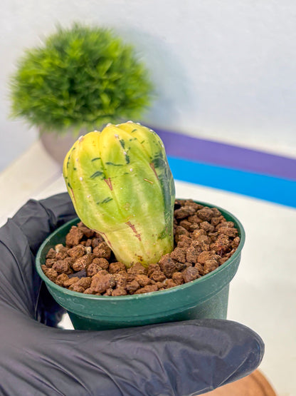 Astrophytum Variegated (at9) (01) | Rare Plant | Live Cactus