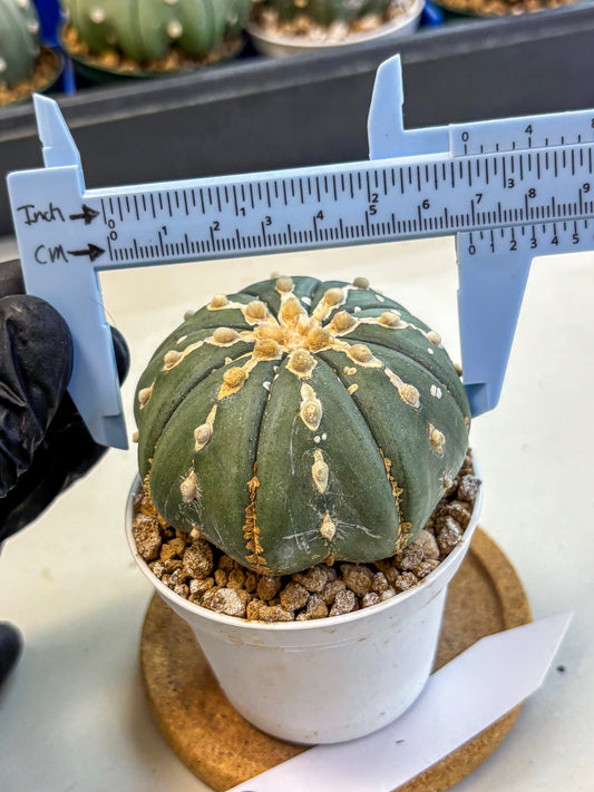 Astrophytum V Type Nudum (at9) (10) | Live Cactus