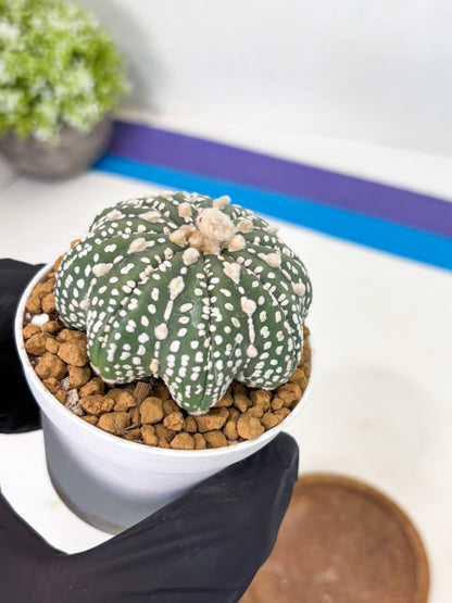 Astrophytum Star Shape (at2) (b4) | Japanese Import