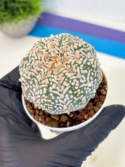 Astrophytum V Type (at5) (09) |  Sea urchin cactus