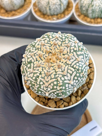 Astrophytum V-Type (at5) (y1) | Rare imported Plant