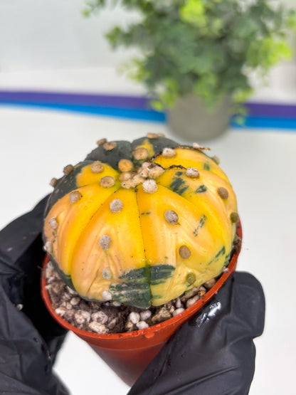 Astrophytum Variegated  (T5) (o3) | Nevada Plant Seller | 3" Pot