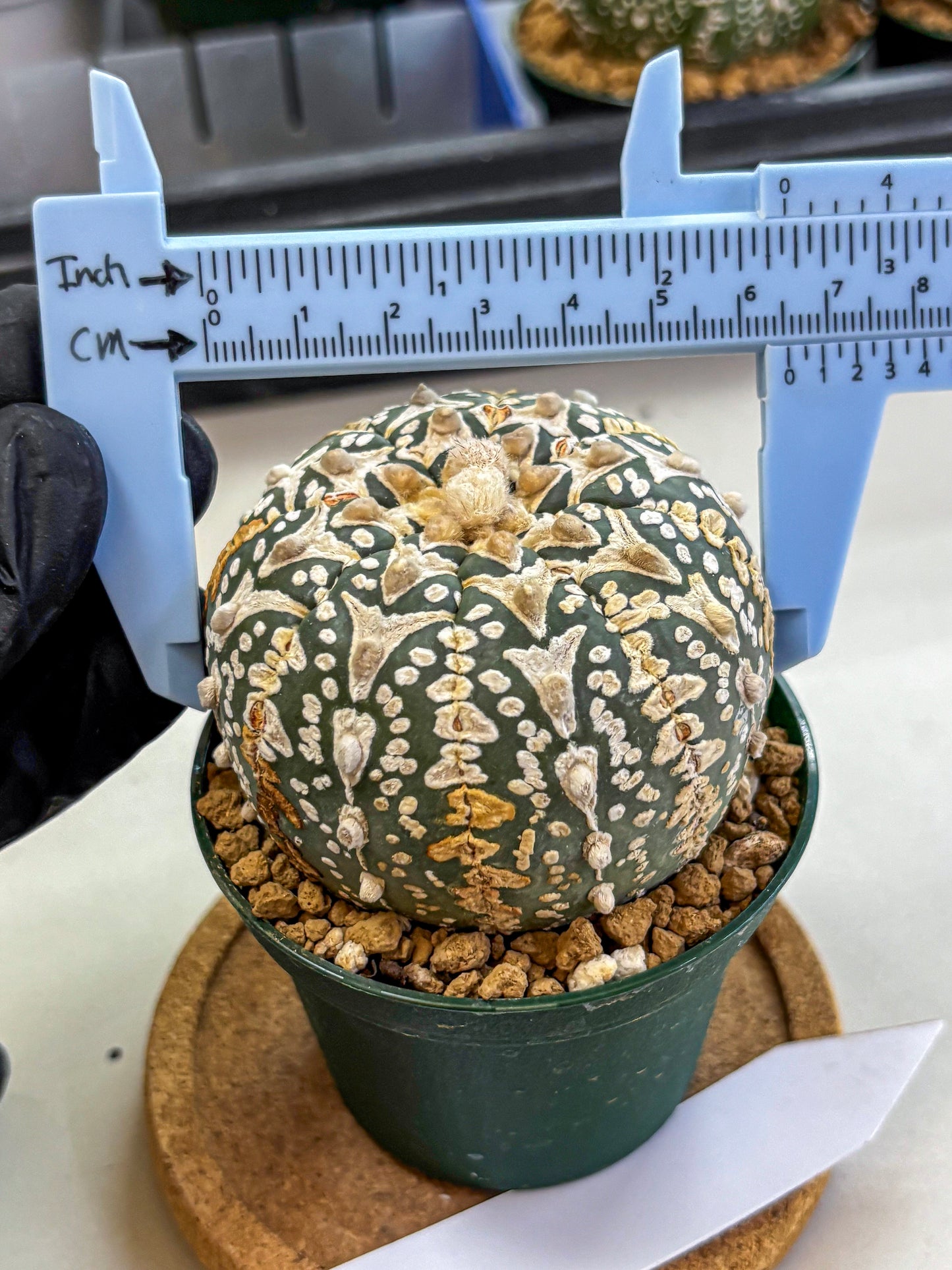 Astrophytum V Type (at2) (10) | Live Plant | Rare Collection
