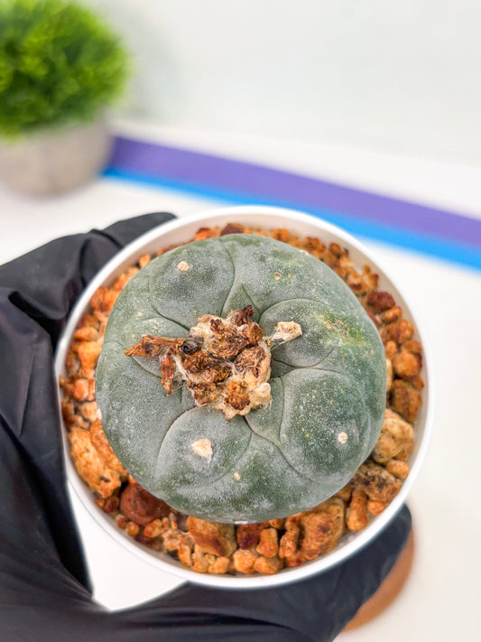 Spineless Cactus (Lo1) (b2) | For Advanced Growers