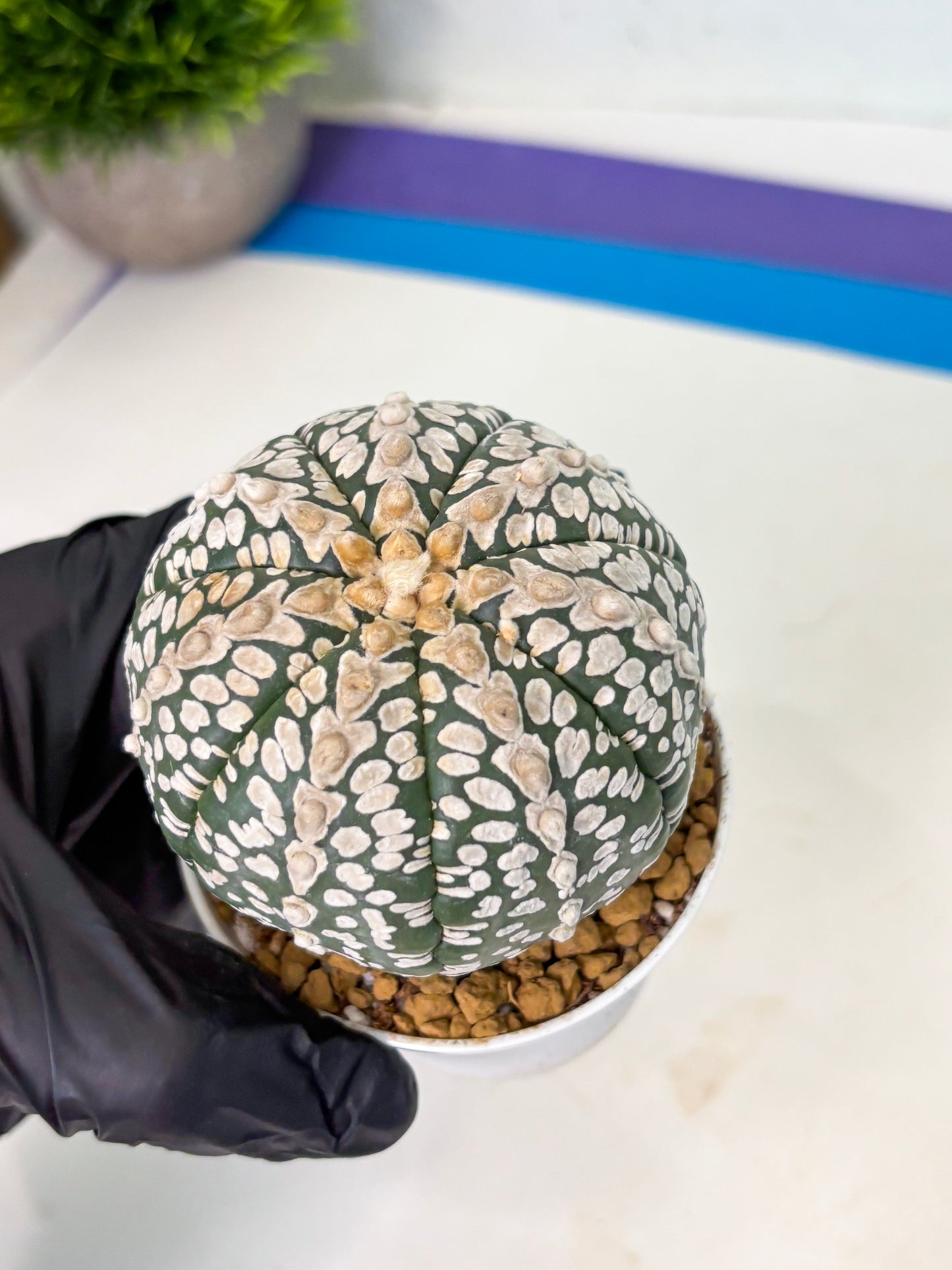 Astrophytum V-Type (at4) (r2) | Ship from Nevada
