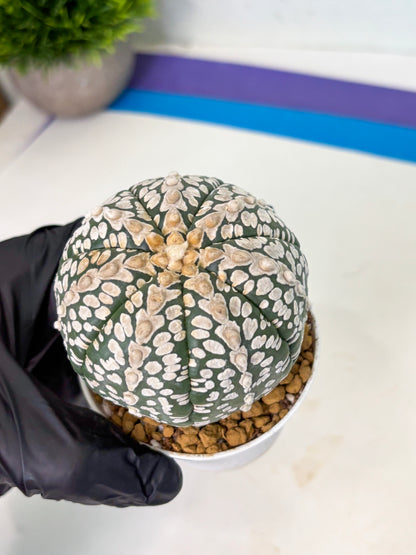 Astrophytum V-Type (at4) (r2) | Ship from Nevada