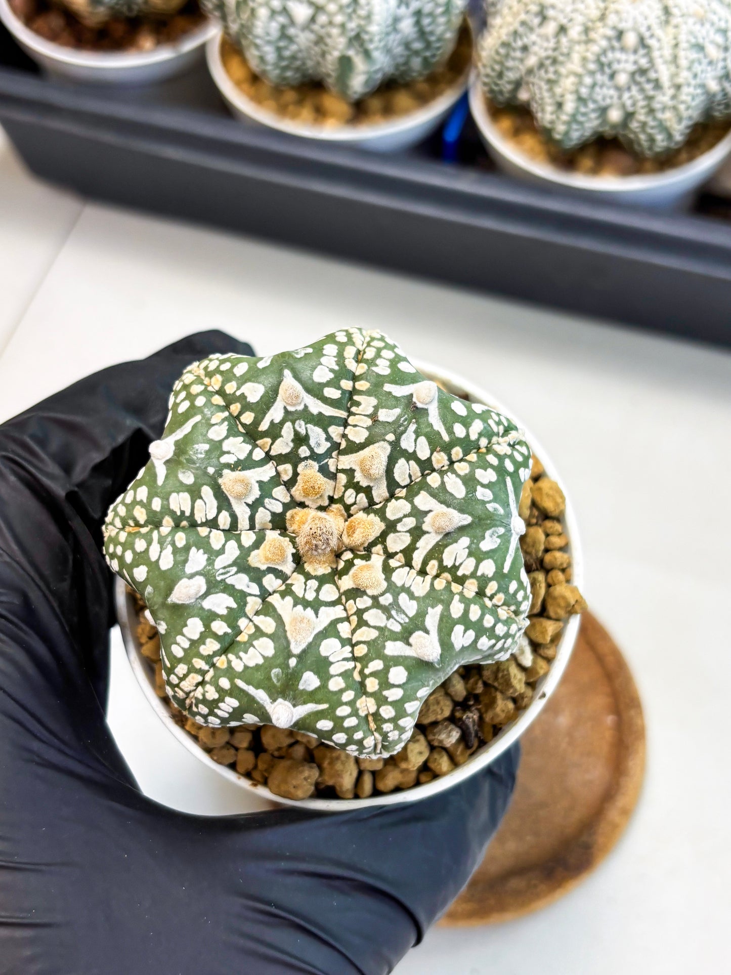 Astrophytum Star Shape (at4) (g3) | Imported Plant